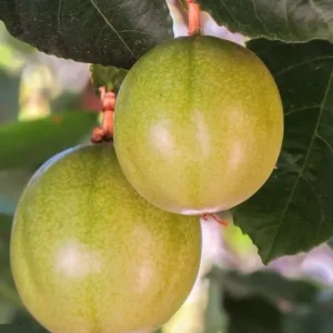 Passion Flower plant, passiflora incarnata, ‘Cool Tropics Snowstar’ - Image 3