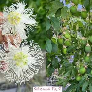 Passion Flower plant, passiflora incarnata, ‘Cool Tropics Snowstar’
