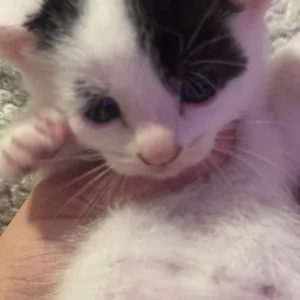 British Shorthair Kittens - Image 2