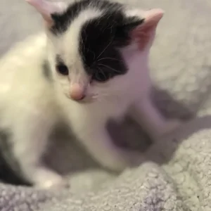 British Shorthair Kittens - Image 3