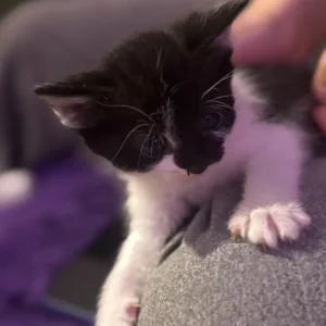 British Shorthair Kittens - Image 4