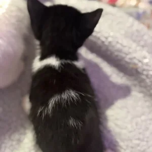 British Shorthair Kittens - Image 5