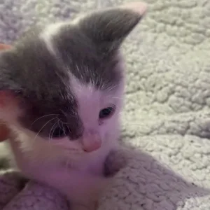 British Shorthair Kittens - Image 6