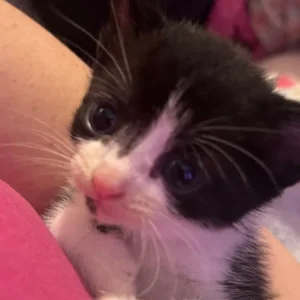 British Shorthair Kittens - Image 7