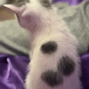 British Shorthair Kittens - Image 8