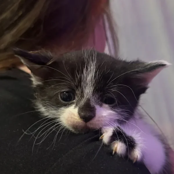 British Shorthair Kittens