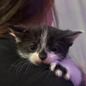 British Shorthair Kittens
