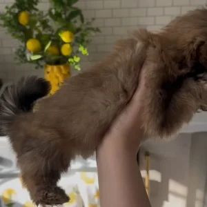 8-week-old shih tzu pup - Image 2