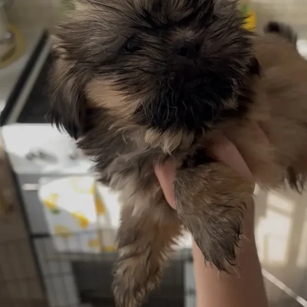 8-week-old shih tzu pup
