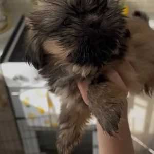 8-week-old shih tzu pup