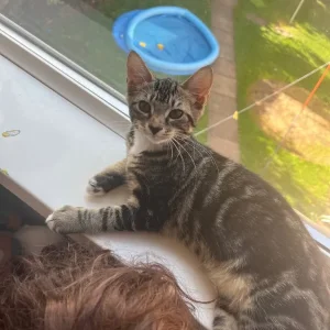 Two playful weaned kittens - Image 2