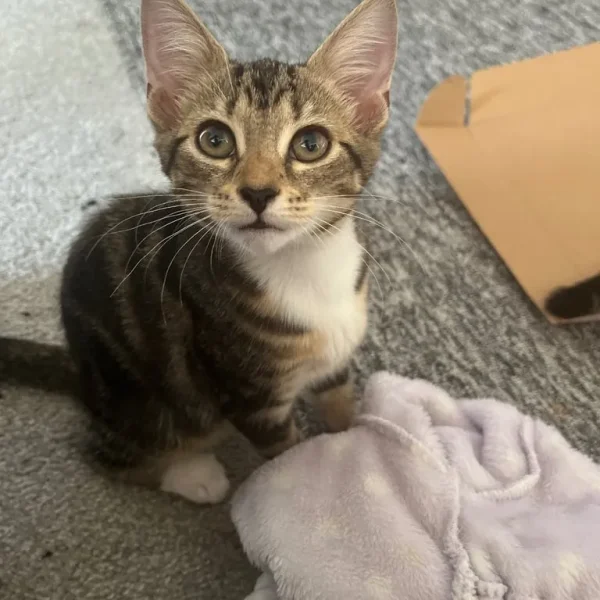 Two playful weaned kittens