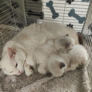 Ragdoll kittens - Image 3