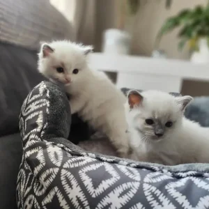 Ragdoll kittens - Image 4