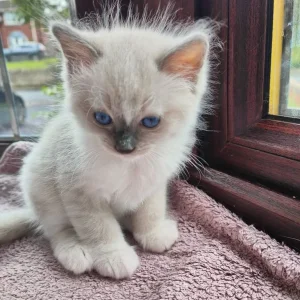 Ragdoll kittens - Image 5