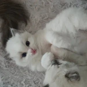 Ragdoll kittens - Image 6