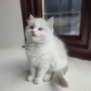 Ragdoll kittens - Image 7