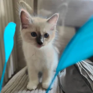 Ragdoll kittens - Image 8