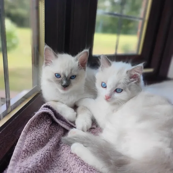 Ragdoll kittens