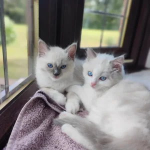 Ragdoll kittens