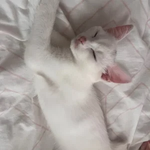 Khao Manee white kitten - Image 2
