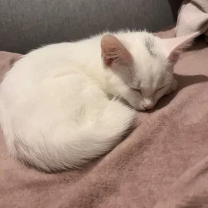 Khao Manee white kitten - Image 3