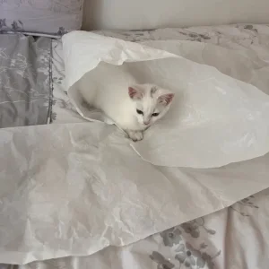 Khao Manee white kitten - Image 4