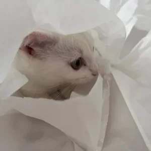 Khao Manee white kitten - Image 5