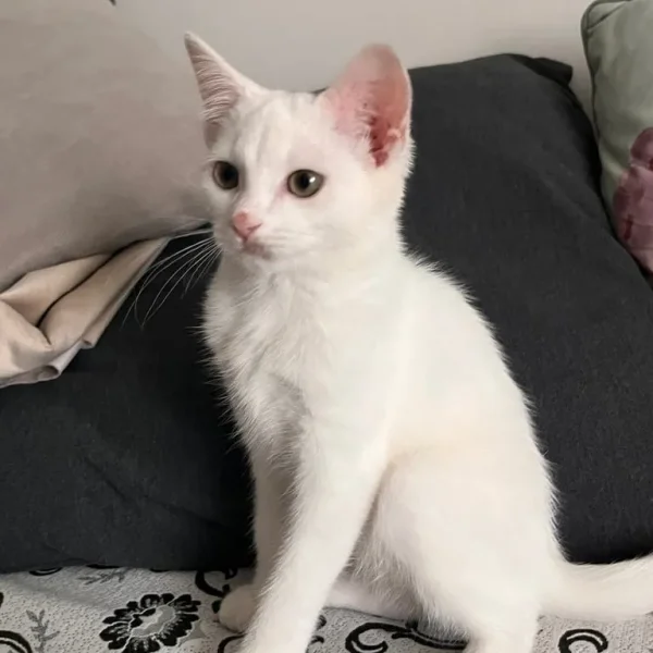 Khao Manee white kitten