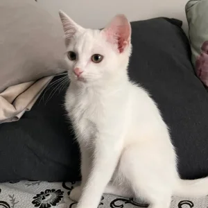 Khao Manee white kitten