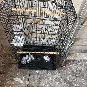bird cage - Image 2