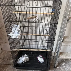 bird cage