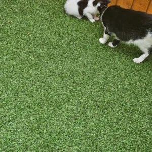 Kitten - Image 2