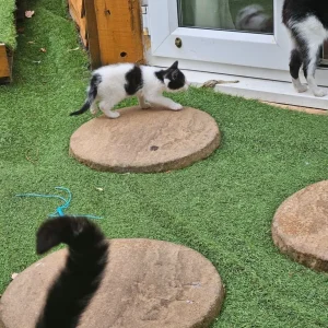 Kitten - Image 3