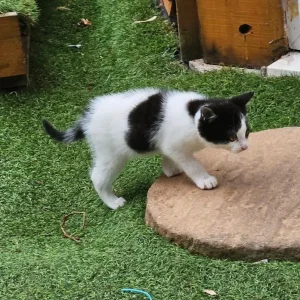 Kitten - Image 4