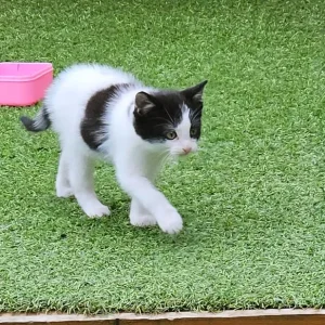 Kitten - Image 5