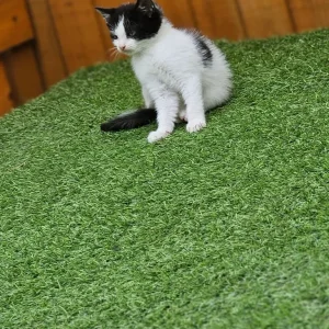 Kitten