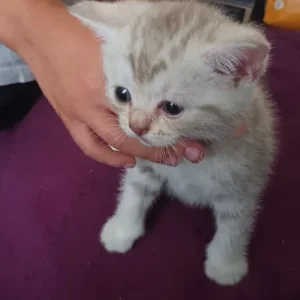 British short hair kittens - Image 2