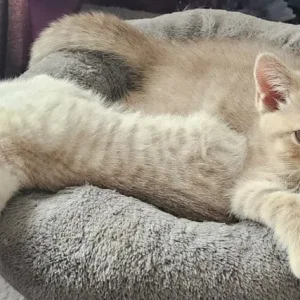 British short hair kittens - Image 3