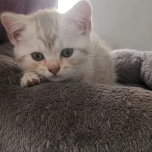 British short hair kittens - Image 4