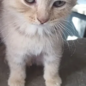 British short hair kittens - Image 5