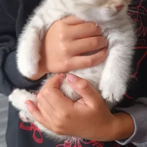 British short hair kittens - Image 6