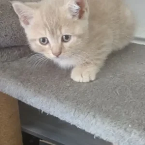 British short hair kittens - Image 7