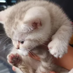 British short hair kittens