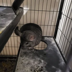 Bonded Male Chinchillas – Frankie and Charlie – 4 Years Old - Image 2
