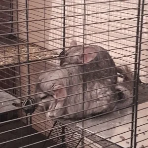 Bonded Male Chinchillas – Frankie and Charlie – 4 Years Old - Image 3