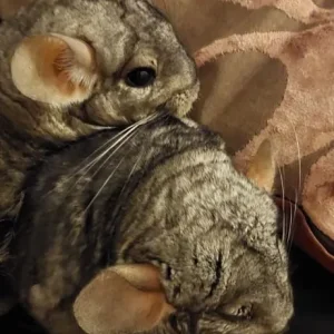 Bonded Male Chinchillas – Frankie and Charlie – 4 Years Old - Image 4