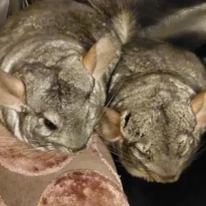 Bonded Male Chinchillas – Frankie and Charlie – 4 Years Old - Image 5