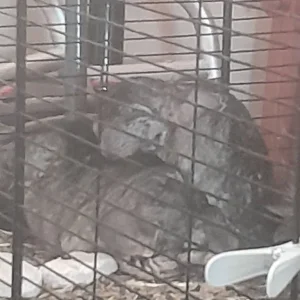 Bonded Male Chinchillas – Frankie and Charlie – 4 Years Old - Image 6