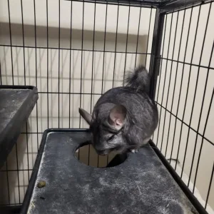 Bonded Male Chinchillas – Frankie and Charlie – 4 Years Old